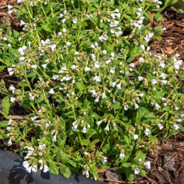 Lungenkraut Sissinghurst White - Pulmonaria