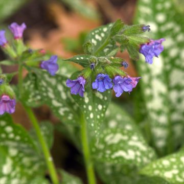 Lungenkraut Twinkle Toes - Pulmonaria