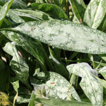 Langblättrige Lungenkraut - Pulmonaria longifolia subsp. cevennensis