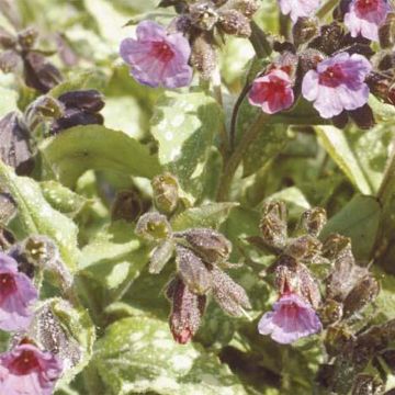 Pulmonaire hybride - Pulmonaria Apple Frost