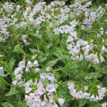 Lungenkraut Opal - Pulmonaria