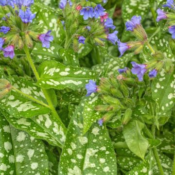 Lungenkraut Trevi Fountain - Pulmonaria