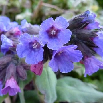 Echtes Lungenkraut - Pulmonaria officinalis