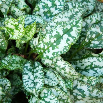 Lungenkraut Mrs Moon - Pulmonaria