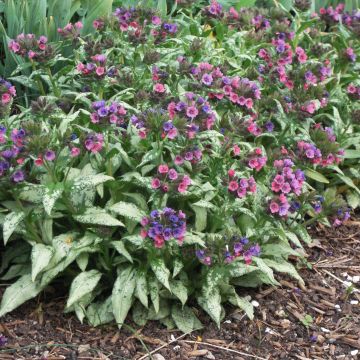 Lungenkraut Silver Bouquet - Pulmonaria