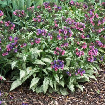 Lungenkraut Silverado - Pulmonaria