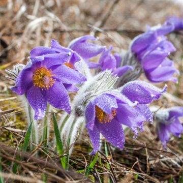 Pulsatilla patens - Anémone de prairie