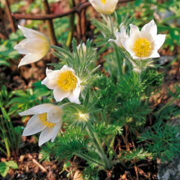 Küchenschelle Alba - Pulsatilla vulgaris