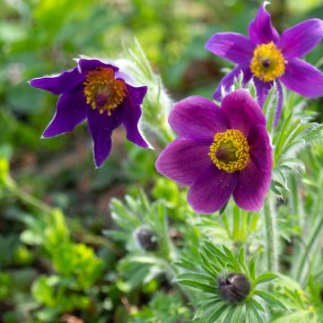 Pulsatilla vulgaris Violet - Anémone pulsatille