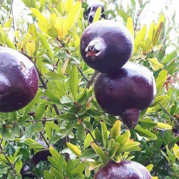 Granatapfelbaum Black Fruit - Punica granatum