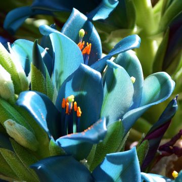 Puya berteroniana