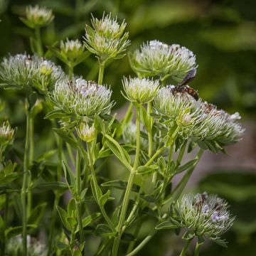 Amerikanische Bergminze - Pycnanthemum flexuosum