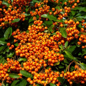 Feuerdorn Orange Glow - Pyracantha