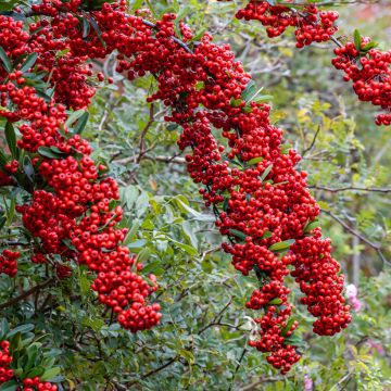 Feuerdorn SAPHYR Rouge - Pyracantha coccinea