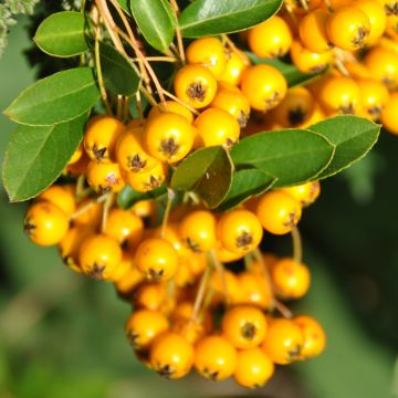 Feuerdorn Soleil d'or - Pyracantha