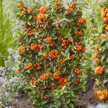 Feuerdorn Orange Star - Pyracantha coccinea