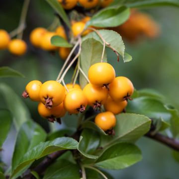 Feuerdorn SAPHYR Jaune - Pyracantha coccinea