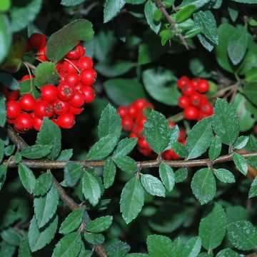 Feuerdorn Red Column - Pyracantha coccinea