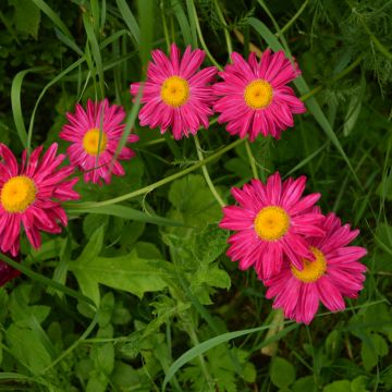 Pyrèthre Robinson's Red - Tanacetum coccineum