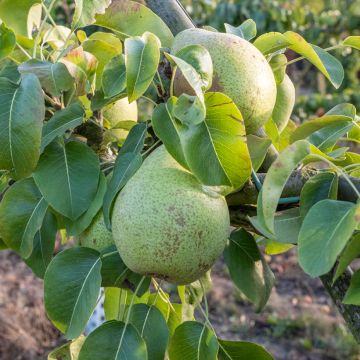 Birnbaum Grise Bonne - Pyrus communis