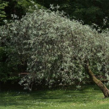 Weidenblättrige Birne Pendula - Pyrus salicifolia