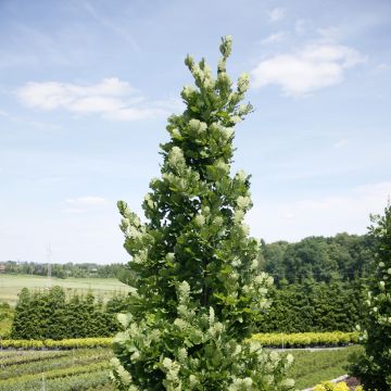 Quercus robur Monument - Stiel-Eiche