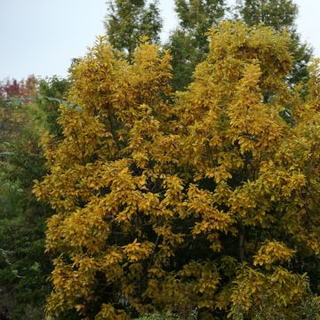 Chêne de Blume - Quercus aliena