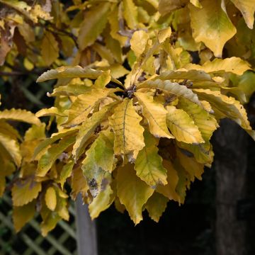 Quercus aliena - Orientalische Weiß-Eiche