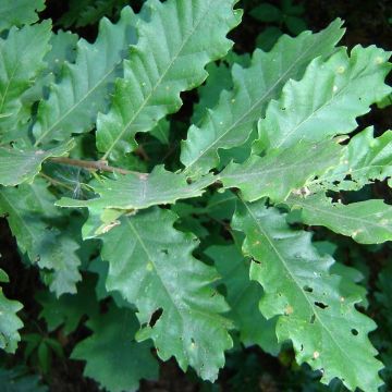 Quercus cerris - Zerr-Eiche