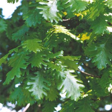 Quercus frainetto - Ungarische Eiche