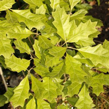 Quercus ilicifolia Tromp Ball - Chêne à feuilles de houx