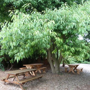 Quercus myrsinifolia - Bambusblättrige Eiche