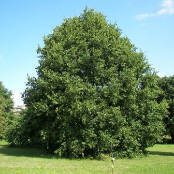 Chêne rouvre - Quercus petraea