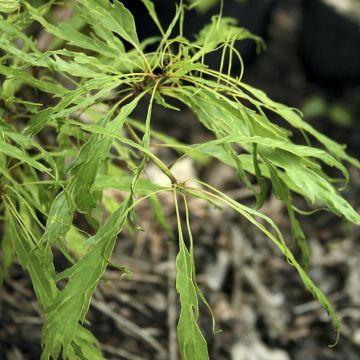 Quercus petraea Insecata - Chêne rouvre