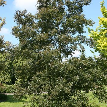 Quercus petraea Purpurea - Trauben-Eiche