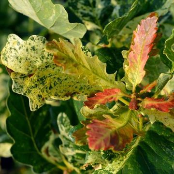 Quercus petraea Włodzimierz Seneta - Chêne rouvre ou sessile