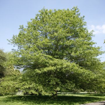 Quercus phellos - Weiden-Eiche