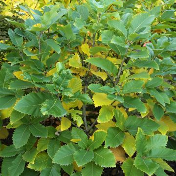 Quercus pontica - Armenische Eiche