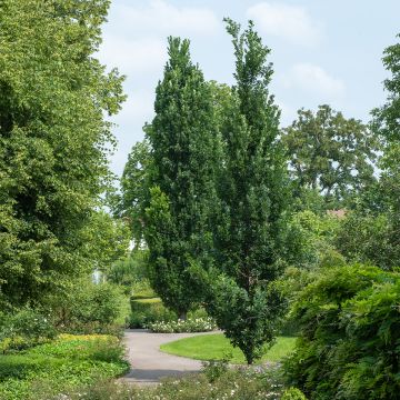 Quercus robur Fastigiata Koster - Stiel-Eiche