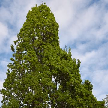 Quercus robur Fastigiata - Stiel-Eiche