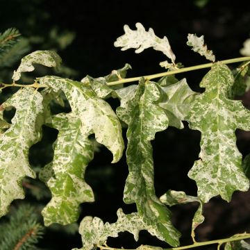 Quercus robur Jan Zamoyski - Stiel-Eiche