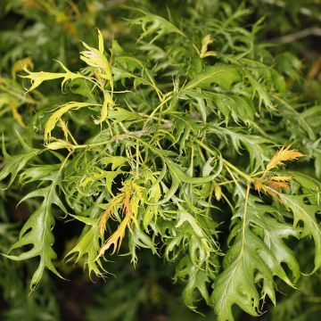 Chêne pédonculé - Quercus robur Miky