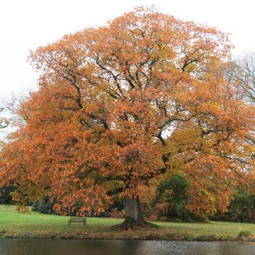 Quercus rubra - Roteiche