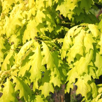 Quercus rubra Aurea - Roteiche