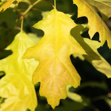 Quercus rubra Boltes Gold - Roteiche