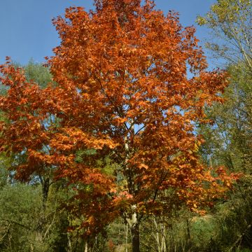 Quercus rubra - Roteiche