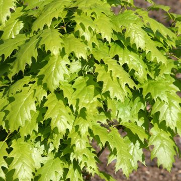 Chêne rouge d'Amérique nain - Quercus rubra Haaren