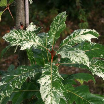 Quercus rubra Wolfsdonk's Pride - Roteiche