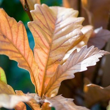 Quercus warei Windcandle - Eiche