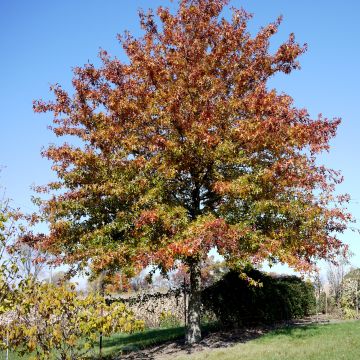 Quercus palustris - Sumpf-Eiche